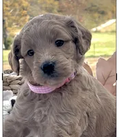 Millie, a female Goldendoodle for sale in Bloomfield, MO – Photo 2 of 4