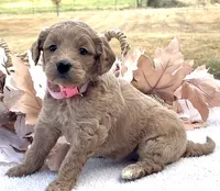 Millie, a female Goldendoodle for sale in Bloomfield, MO – Photo 4 of 4