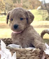 Millie, a female Goldendoodle for sale in Bloomfield, MO – Photo 3 of 4