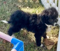 Onyx (Videos) , a female Miniature Aussiedoodle for sale in Bloomfield, MO – 5 of 10