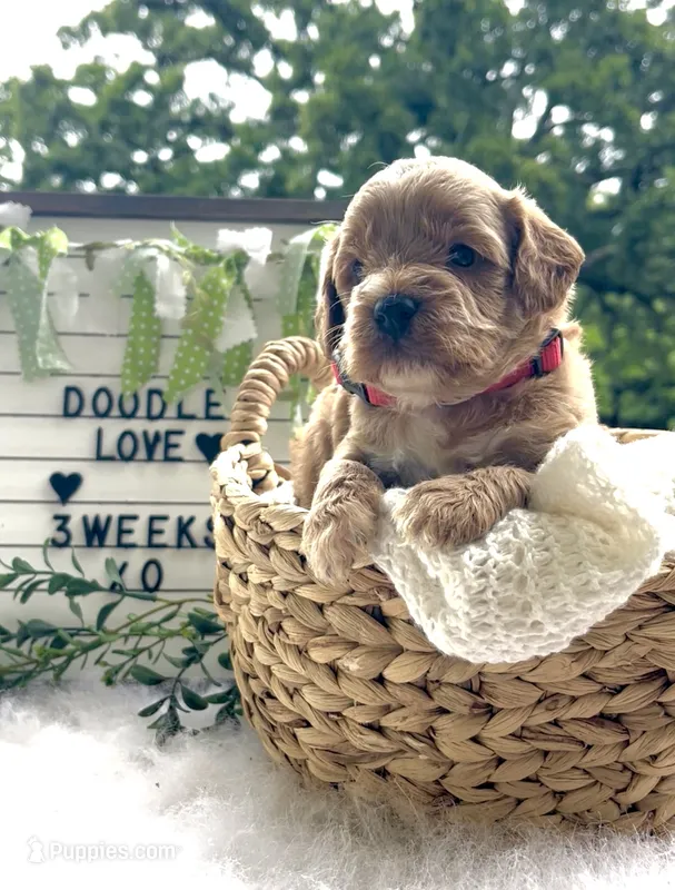 F1bb Mini Parker  – Goldendoodle, Miniature Goldendoodle puppy for sale in Bloomfield, MO