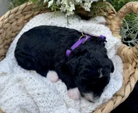 Onyx, a female Miniature Aussiedoodle for sale in Bloomfield, MO – 4 of 6