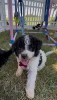 Ansley Video, a female Miniature Aussiedoodle for sale in Bloomfield, MO – 4 of 10