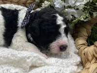 Delilah , a female Miniature Aussiedoodle for sale in Bloomfield, MO – 1 of 5