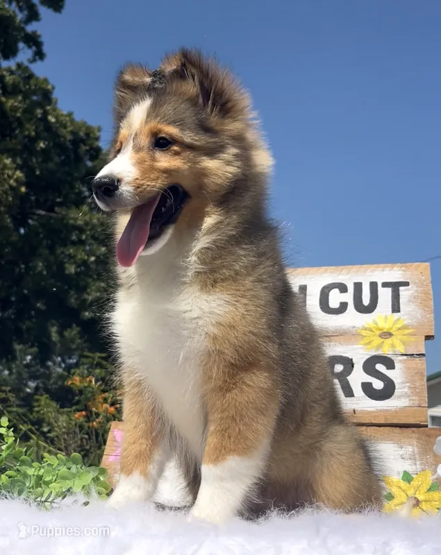 Ruby  – Shetland Sheepdog puppy for sale in Bloomfield, MO