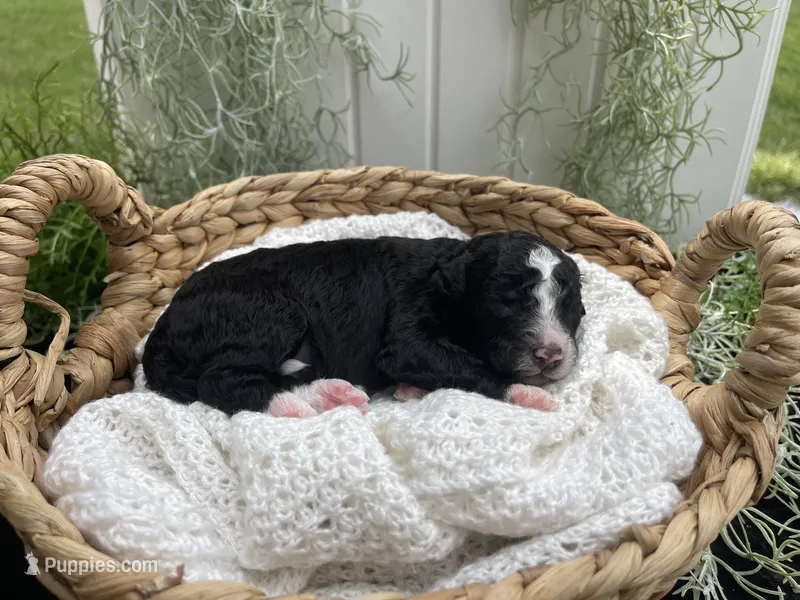 Trace  – Miniature Aussiedoodle puppy for sale in Bloomfield, MO