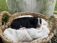 Trace , a male Miniature Aussiedoodle for sale in Bloomfield, MO – 5 of 5