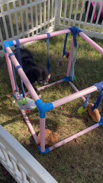 Onyx (Videos) , a female Miniature Aussiedoodle for sale in Bloomfield, MO – 4 of 10