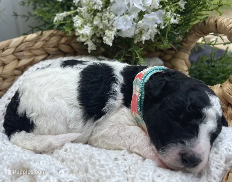 Ansley – Miniature Aussiedoodle puppy for sale in Bloomfield, MO