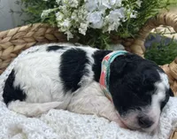 Ansley, a female Miniature Aussiedoodle for sale in Bloomfield, MO – 1 of 4