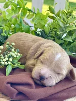 F1bb Mini Parker , a male Goldendoodle and Miniature Goldendoodle for sale in Bloomfield, MO – 6 of 7