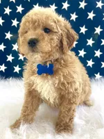 F1bb Mini Trey, a male Goldendoodle and Miniature Goldendoodle for sale in Bloomfield, MO – 2 of 9