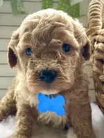 F1bb Mini Oliver , a male Goldendoodle and Miniature Goldendoodle for sale in Bloomfield, MO – 5 of 10