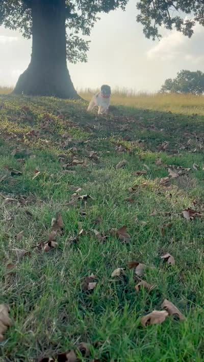Jet (videos), a male Miniature Aussiedoodle for sale in Bloomfield, MO – 2 of 10
