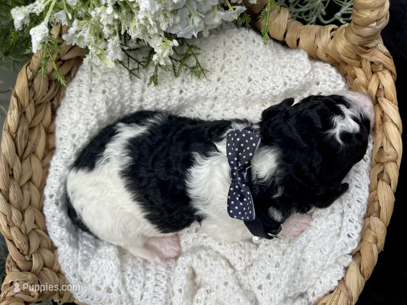 Delilah  – Miniature Aussiedoodle puppy for sale in Bloomfield, MO