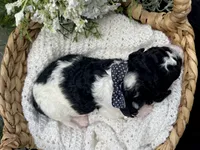 Delilah , a female Miniature Aussiedoodle for sale in Bloomfield, MO – 4 of 5