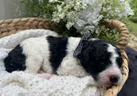 Delilah , a female Miniature Aussiedoodle for sale in Bloomfield, MO – 2 of 5