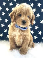 F1bb Mini Dexter, a male Goldendoodle and Miniature Goldendoodle for sale in Bloomfield, MO – 2 of 10
