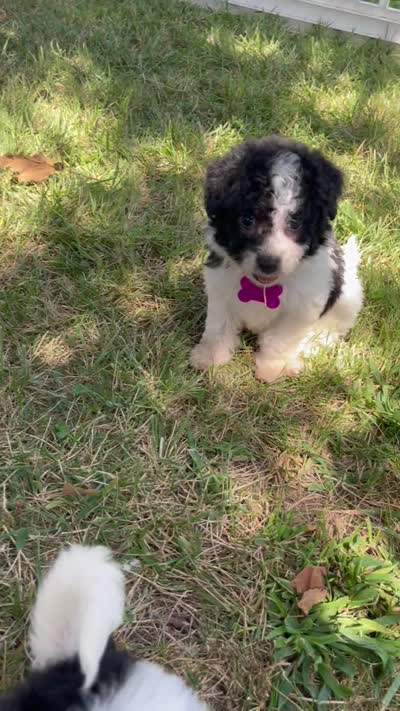 Ansley Video, a female Miniature Aussiedoodle for sale in Bloomfield, MO – 10 of 10
