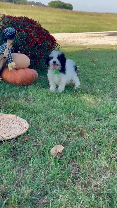 Jasper Videos, a male Miniature Aussiedoodle for sale in Bloomfield, MO – 2 of 10