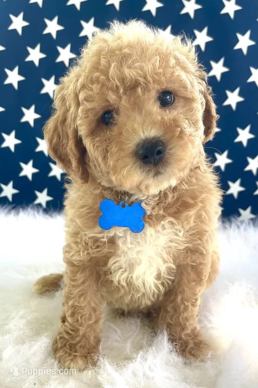 F1bb Mini Trey – Goldendoodle, Miniature Goldendoodle puppy for sale in Bloomfield, MO