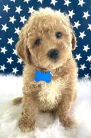 F1bb Mini Trey, a male Goldendoodle and Miniature Goldendoodle for sale in Bloomfield, MO – 1 of 9