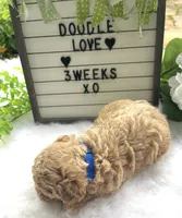 F1bb Mini Oliver , a male Goldendoodle and Miniature Goldendoodle for sale in Bloomfield, MO – 6 of 10