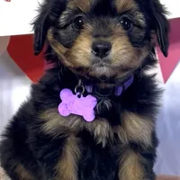 Lizzy (video), a female Miniature Aussiedoodle for sale in Bloomfield, MO – Photo 1 of 10