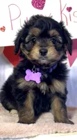 Lizzy (video), a female Miniature Aussiedoodle for sale in Bloomfield, MO – Photo 1 of 10
