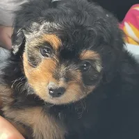 Lizzy (video), a female Miniature Aussiedoodle for sale in Bloomfield, MO – Photo 5 of 10