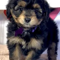 Lizzy (video), a female Miniature Aussiedoodle for sale in Bloomfield, MO – Photo 2 of 10