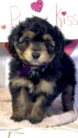 Lizzy (video), a female Miniature Aussiedoodle for sale in Bloomfield, MO – Photo 2 of 10