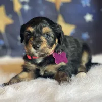 Lizzy (video), a female Miniature Aussiedoodle for sale in Bloomfield, MO – Photo 10 of 10