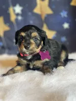 Lizzy (video), a female Miniature Aussiedoodle for sale in Bloomfield, MO – Photo 10 of 10