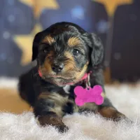 Lizzy (video), a female Miniature Aussiedoodle for sale in Bloomfield, MO – Photo 7 of 10