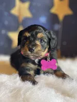 Lizzy (video), a female Miniature Aussiedoodle for sale in Bloomfield, MO – Photo 7 of 10