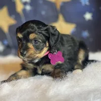 Lizzy (video), a female Miniature Aussiedoodle for sale in Bloomfield, MO – Photo 9 of 10