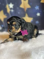 Lizzy (video), a female Miniature Aussiedoodle for sale in Bloomfield, MO – Photo 9 of 10