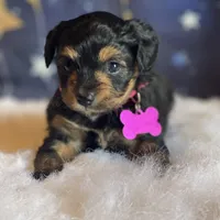 Lizzy (video), a female Miniature Aussiedoodle for sale in Bloomfield, MO – Photo 6 of 10