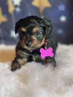 Lizzy (video), a female Miniature Aussiedoodle for sale in Bloomfield, MO – Photo 6 of 10