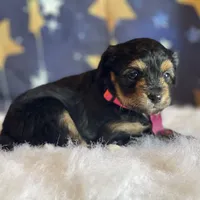 Lizzy (video), a female Miniature Aussiedoodle for sale in Bloomfield, MO – Photo 8 of 10