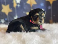 Lizzy (video), a female Miniature Aussiedoodle for sale in Bloomfield, MO – Photo 8 of 10