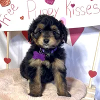 Lizzy (video), a female Miniature Aussiedoodle for sale in Bloomfield, MO – Photo 3 of 10