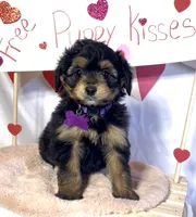 Lizzy (video), a female Miniature Aussiedoodle for sale in Bloomfield, MO – Photo 3 of 10