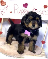 Lizzy (video), a female Miniature Aussiedoodle for sale in Bloomfield, MO – Photo 4 of 10