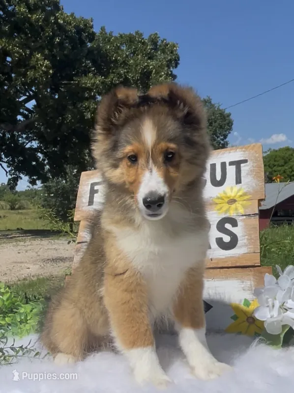 Ruby  – Shetland Sheepdog puppy for sale in Bloomfield, MO