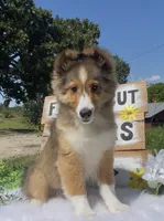 Ruby , a female Shetland Sheepdog for sale in Bloomfield, MO – 1 of 9