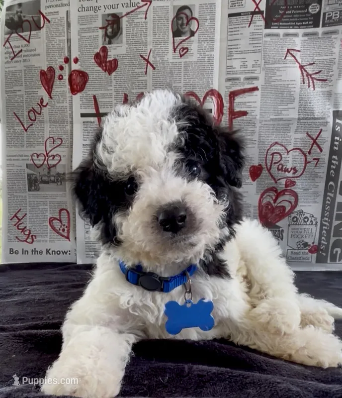 Jasper Video – Miniature Aussiedoodle puppy for sale in Bloomfield, MO