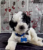 Jasper Video, a male Miniature Aussiedoodle for sale in Bloomfield, MO – 1 of 10