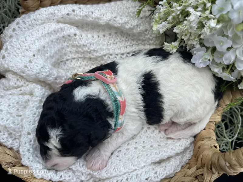 Ansley – Miniature Aussiedoodle puppy for sale in Bloomfield, MO